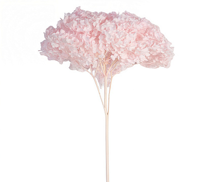 Сухоцвет "Гортензия" длина 60-70 см, диаметр цветка 20 см, 40-60 гр., нежно-розовый