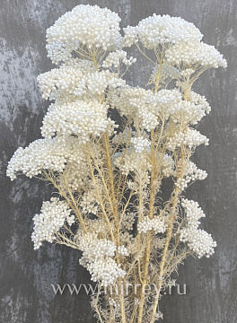 Сухоцвет "Рисовый цветок (Диосми)", длина 60-70 см, 3-5 веток/упак., 80 гр.,выбеленн. белый