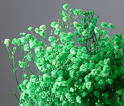 Сухоцвет "Гипсофила", длина 70-80 см, 120 гр/упак., сочное яблоко.