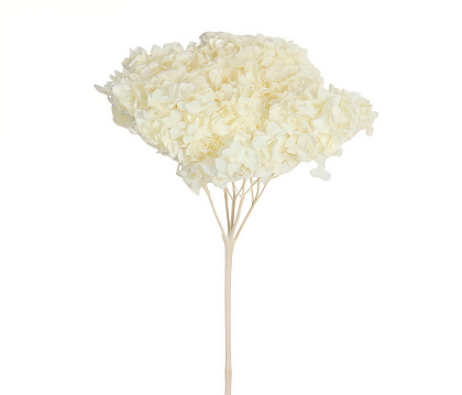 Сухоцвет "Гортензия" длина 60-70 см, диаметр цветка 20 см, 40-60 гр., шампань