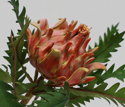 Цветок искусственный декоративный "Артишок", H52*D10*8 см., красно-оранжевый