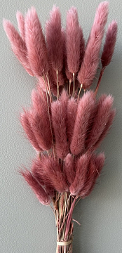 Сухоцвет "Лагурус", 60 шт в пучке, разм. цветка 5-7 см, малиново-красный.