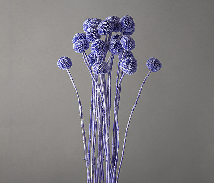 Сухоцвет "Краспедия", длина 60-70 см, размер шарика 2,0-2,5 см, 20 шт/упак., туманно-голубой