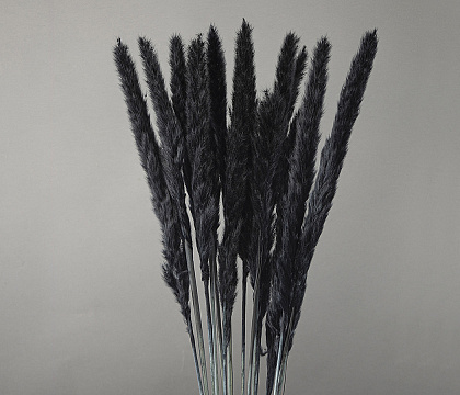 Сухоцвет "Камыш", длина 60-80 см, 15 шт/упак. Черный