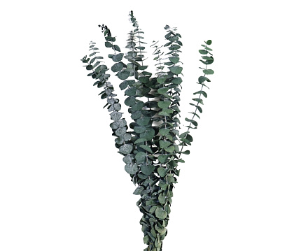 Сухоцвет "Эвкалипт Бэби Блю", длина 60-65 см, 10 шт./упак., 80 гр./ упак., зеленый