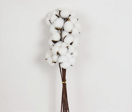 Сухоцвет "Хлопок" 10 шт./упак., Белый
