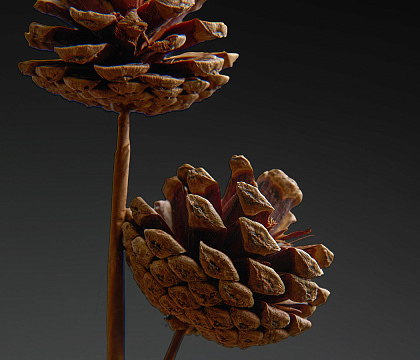 Сосновые шишки 3-5 см (3 шт) на вставке, 52 см, натуральный