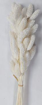 Сухоцвет "Фаларис", длина 60-70 см, 50 шт, белый