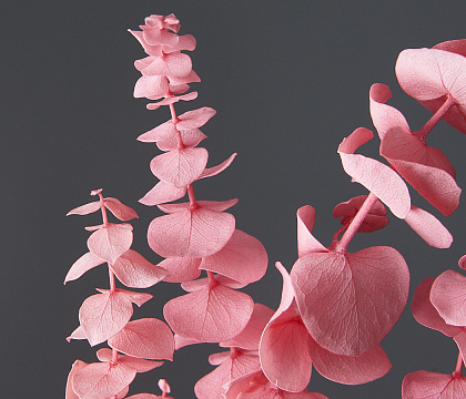 Сухоцвет "Эвкалипт Бэби Блю", длина 60-65 см, 10 шт./упак., выбеленно-розовый.