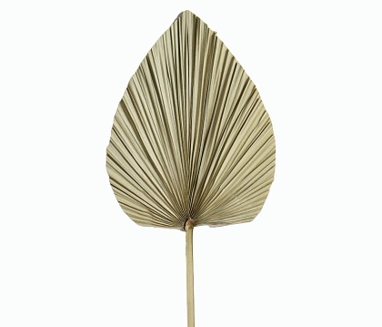 Сухоцвет "Пальмовый лист" 25-30, длина 50 см, 1 шт, натуральный