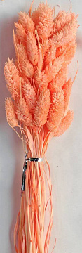 Сухоцвет "Фаларис", длина 60-70 см, 50 шт., персиково-розовый.