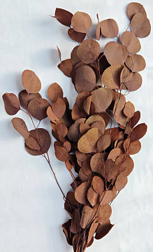 Сухоцвет "Эвкалипт Цинерия", длина 70-75 см, 100 гр/упак, коричневый.