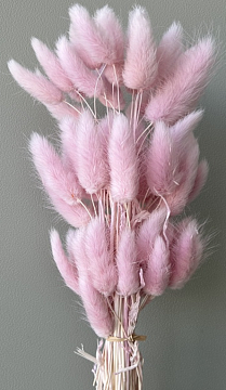 Сухоцвет "Лагурус", 60 шт в пучке, разм. цветка 5-7 см, розово-лиловый.