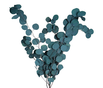 Сухоцвет "Эвкалипт Цинерия", длина 70-75 см, 100 гр/упак. изумрудный