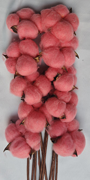 Сухоцвет "Хлопок" 10 шт./упак., светло-арбузный.