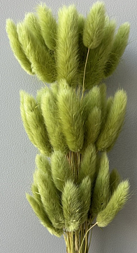 Сухоцвет "Лагурус", 60 шт в пучке, разм. цветка 5-7 см, горчично-зеленый.