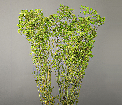 Сухоцвет "Гипсофила", длина 70-80 см, 120 гр/упак., фисташковый.