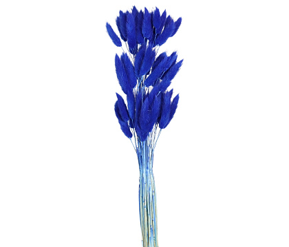 Сухоцвет "Лагурус", 60 шт в пучке, разм. цветка 5-7 см., королевский синий