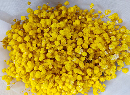 Сухоцвет "Гипсофила", длина 70-80 см, 120 гр/упак. желтый.