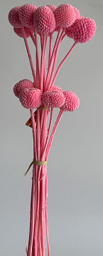 Сухоцвет "Краспедия", длина 60-70 см, размер шарика 2,0-2,5 см, 20 шт/упак.,розовый