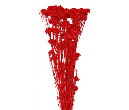 Сухоцвет "Рисовый цветок (Диосми)", длина 60-70 см, 3-5 веток/упак.,100 гр, выбеленный красный