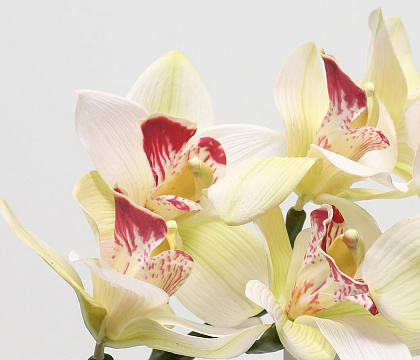 Цветок искусственный декоративный "Орхидея", 82 см., 8 соцветий, кремовый