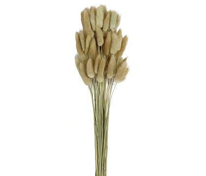 Сухоцвет "Лагурус", 60 шт в пучке, разм. цветка 5-7 см., натуральный