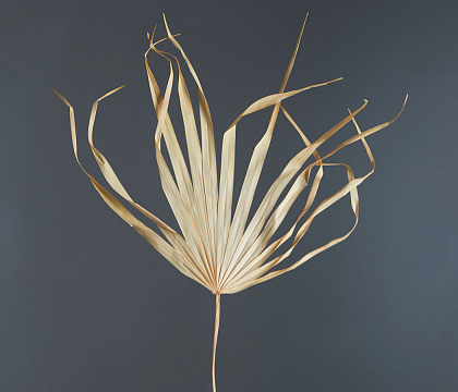 prev . Сухоцвет 