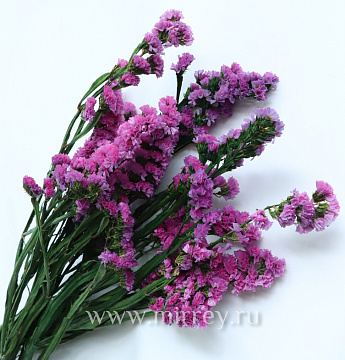  Сухоцвет "Статица", длина 60-70 см. 3-5 веток/упак. 100-120 гр. розовый