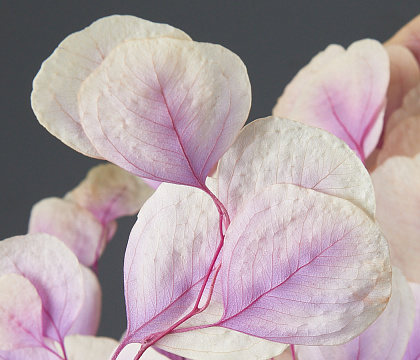 Сухоцвет "Эвкалипт Цинерия", длина 60-70 см, 100 гр/упак., градиент бело-сиреневый.