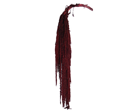 Сухоцвет "Амарантус", длина 70-110 см, 5 шт./упак., винный