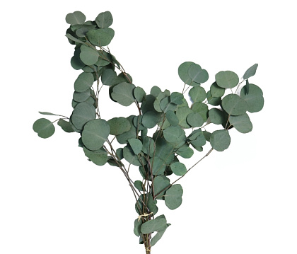 Сухоцвет "Эвкалипт Цинерия", длина 70-75 см, 100 гр/упак., зеленый