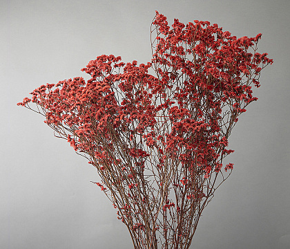 Сухоцвет "Каспия", 120 гр/упак., красный