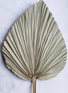 Сухоцвет "Пальмовый лист" 11*13 см, 1 шт, натуральный.