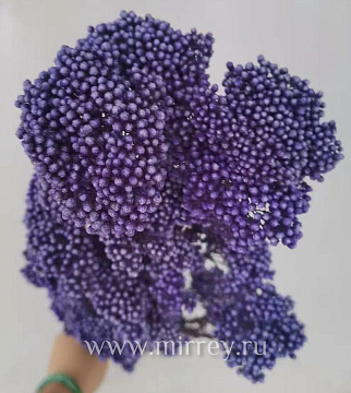 Сухоцвет "Рисовый цветок (Диосми)", длина 60-70 см, 3-5 веток/упак.,100 гр,  фиолетовый