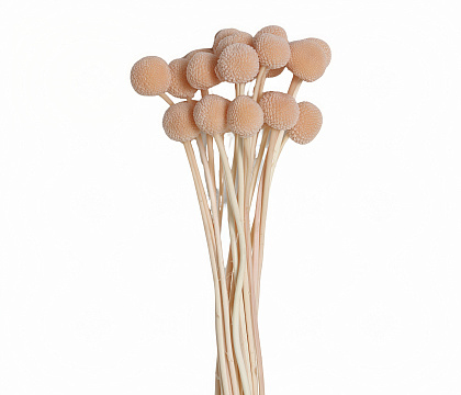 Сухоцвет "Краспедия", длина 60-70 см., размер шарика 2,0-2,5 см, 20 шт/упак., светло-персиковый