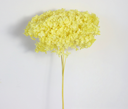 Сухоцвет "Гортензия" длина 60-70 см, диаметр цветка 20 см, 40-60 гр., светло-лимонный