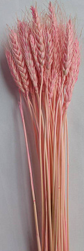 Сухоцвет "Пшеница", длина 60-70 см, 50-60 гр, 50 шт/упак., светло-розовый.