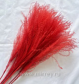 Сухоцвет "Пампасная трава", длина 70-80 см, 30-40 гр, 10 шт. красный