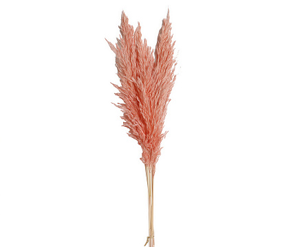 Сухоцвет "Тростник", 20-40 см, 5 шт/упак., светло-розовый.