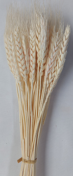 Сухоцвет "Пшеница", длина 60-70 см, 50-60 гр, 50 шт/упак., белый.