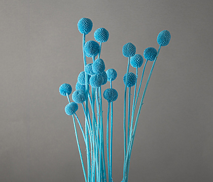 Сухоцвет "Краспедия", длина 60-70 см, размер шарика 2,0-2,5 см, 20 шт/упак., тиффани