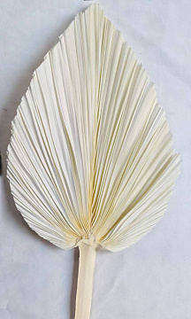 Сухоцвет "Пальмовые листья", длина 35-40 см,1 шт., белый.
