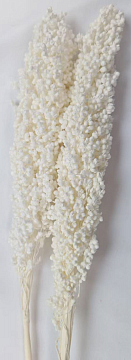 Сухоцвет "Сорго", длина 60-80 см. 2-3 шт./упак., белый