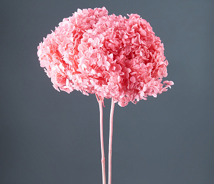 Сухоцвет "Гортензия", длина 60-70 см, диаметр цветка 20 см, розовый