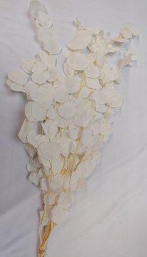 Сухоцвет "Эвкалипт Цинерия", длина 60-70 см, 100 гр/упак белый.