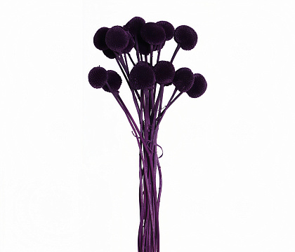 Сухоцвет "Краспедия", длина 60-70 см., размер шарика 2,0-2,5 см, 20 шт/упак., фиолетовый