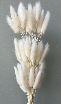 Сухоцвет "Лагурус", 60 шт в пучке, разм. цветка 5-7 см, молочный.
