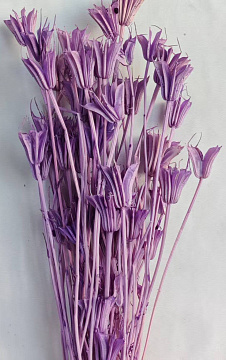 Сухоцвет "Нигелла", длина 70 см, 40-50 гр., сиреневый.