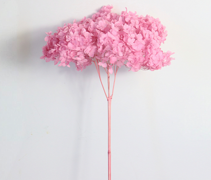Сухоцвет "Гортензия" длина 60-70 см, диаметр цветка 20 см, 40-60 гр., розовый